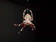 Spider Hanging on Web.jpg